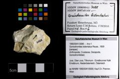 Foto (Objekt + Etiketten) von Goniodromites bidentatus (Reuss, 1859) 